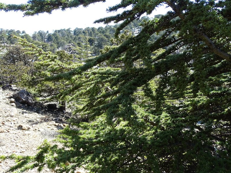 Cedrus brevifolia, photographed by Grzegorz Grzejszczak