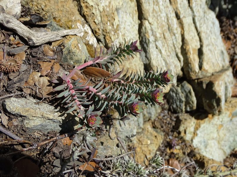 Euphorbia veneris, photographed by Grzegorz Grzejszczak
