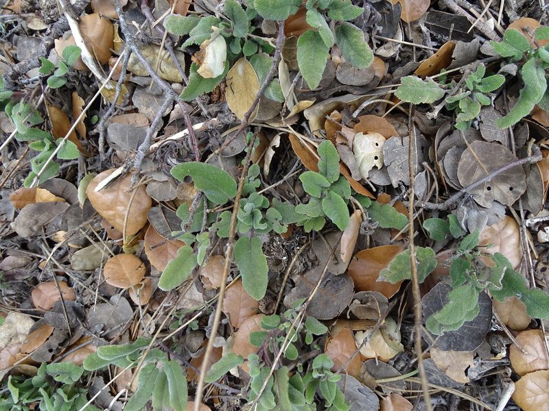 Salvia willeana, photographed by Grzegorz Grzejszczak