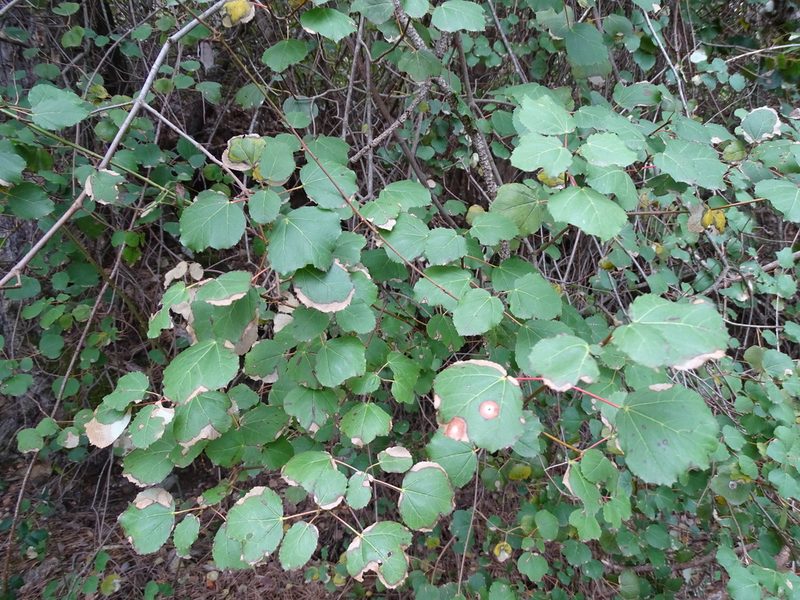 Acer obtusifolium, photographed by Grzegorz Grzejszczak