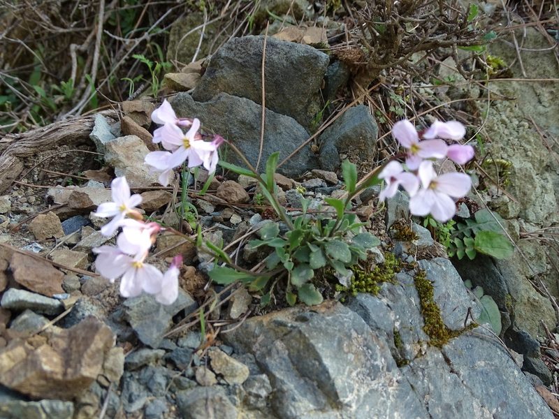 Arabis purpurea, photographed by Grzegorz Grzejszczak