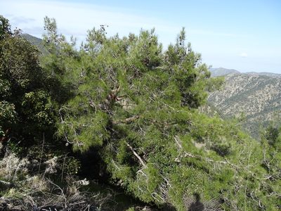 Pinus brutia, photographed by Grzegorz Grzejszczak