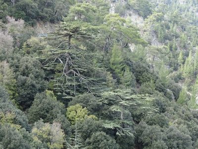 Cedrus brevifolia, photographed by Grzegorz Grzejszczak