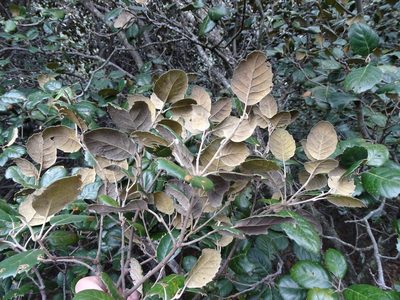 Quercus alnifolia, photographed by Grzegorz Grzejszczak
