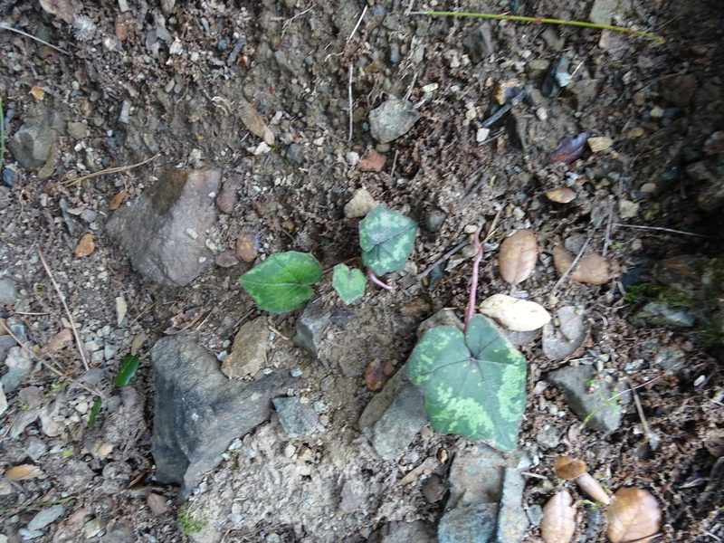 Cyclamen cyprium, photographed by Grzegorz Grzejszczak