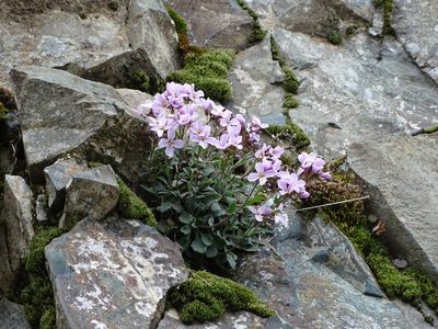 Arabis purpurea, photographed by Grzegorz Grzejszczak