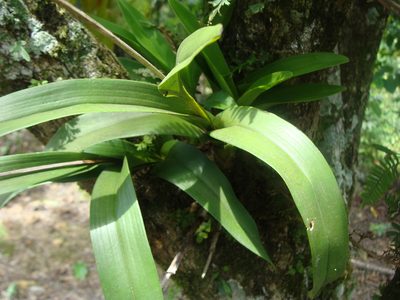 Polystachya foliosa, photographed by Alexis López Hernández