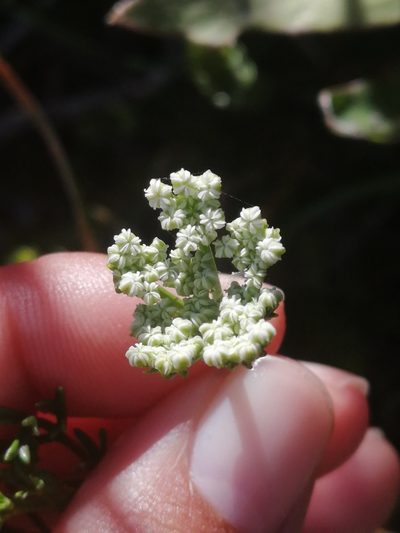 Dasispermum perennans, photographed by sharndreheuvel