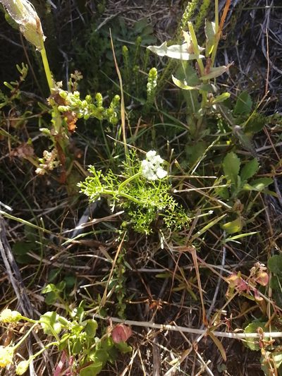 Dasispermum perennans, photographed by sharndreheuvel