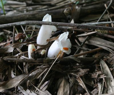 Christisonia scortechinii, photographed by Oleg Kosterin