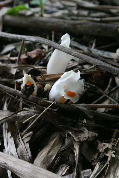 Christisonia scortechinii, photographed by Oleg Kosterin