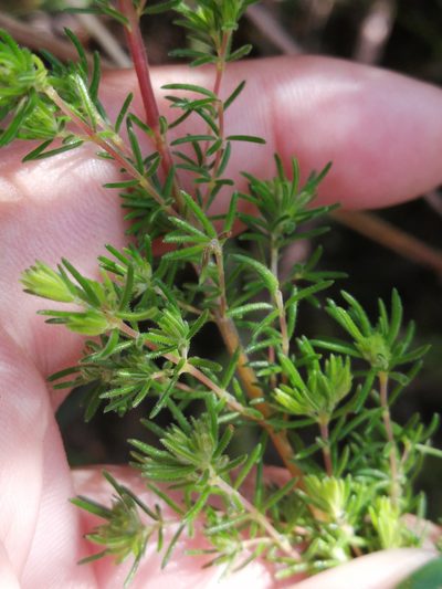 Erica cyrilliflora, photographed by sharndreheuvel