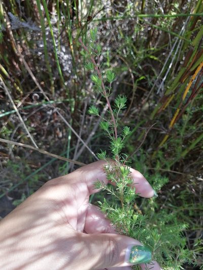 Erica cyrilliflora, photographed by sharndreheuvel