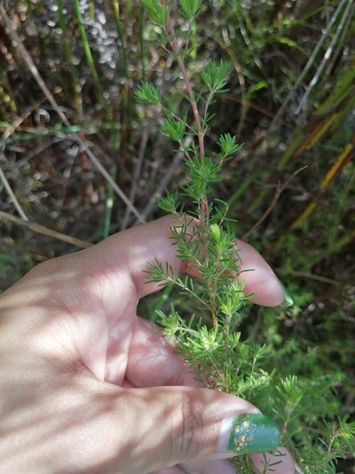 Erica cyrilliflora, photographed by sharndreheuvel