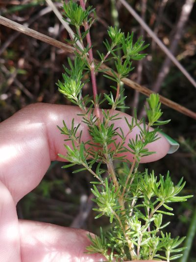 Erica cyrilliflora, photographed by sharndreheuvel