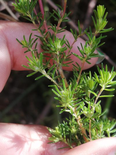 Erica cyrilliflora, photographed by sharndreheuvel