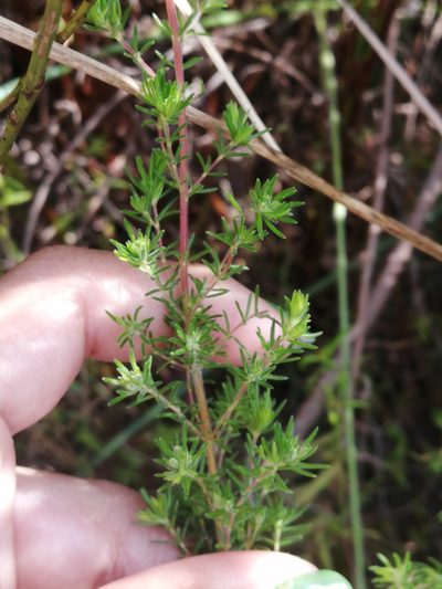 Erica cyrilliflora, photographed by sharndreheuvel