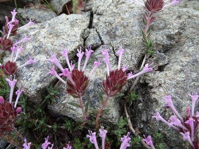 Thymus integer, photographed by Grzegorz Grzejszczak
