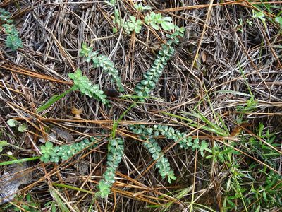 Euphorbia dimorphocaulon, photographed by Grzegorz Grzejszczak