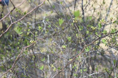 Litsea aestivalis, photographed by NC Wetlands