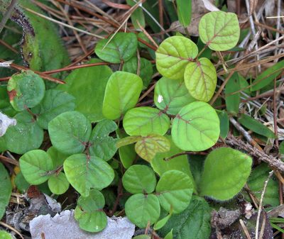 Desmodium lineatum, photographed by Lauren McLaurin