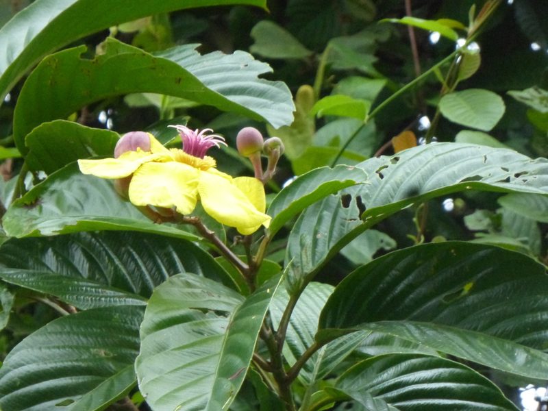 Dillenia excelsa, photographed by Michiel de Groot