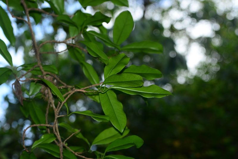 Embelia drupacea, photographed by S.MORE