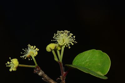 Flacourtia indica, photographed by S.MORE