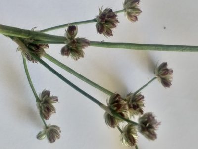 Juncus oxycarpus, photographed by kevin koen