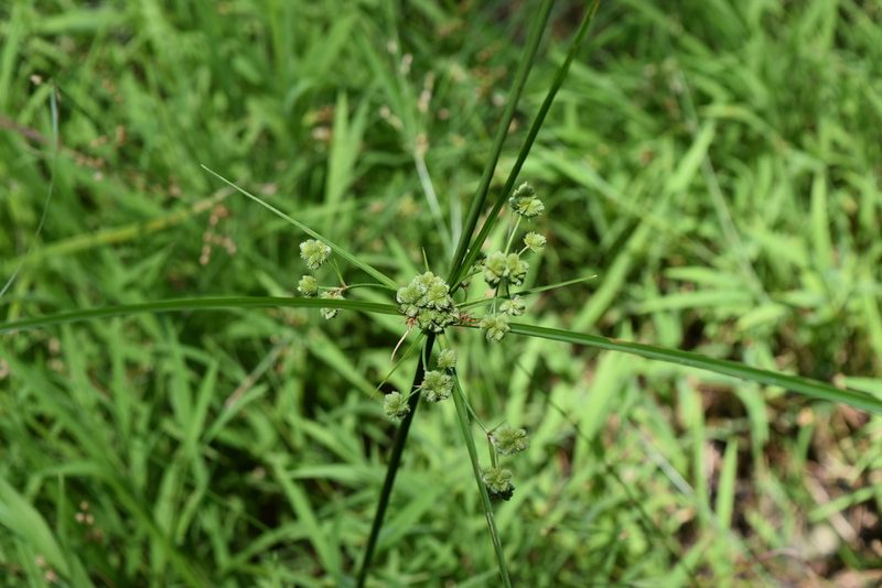 Cyperus pseudovegetus, photographed by NC Wetlands
