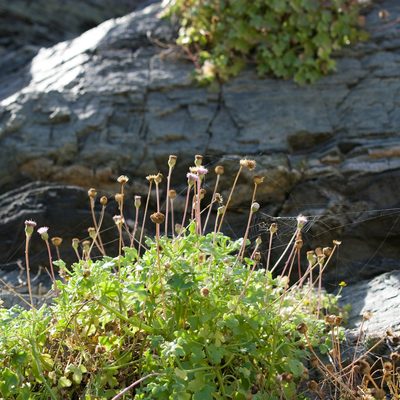 Hofmeisteria fasciculata, photographed by Bill Levine