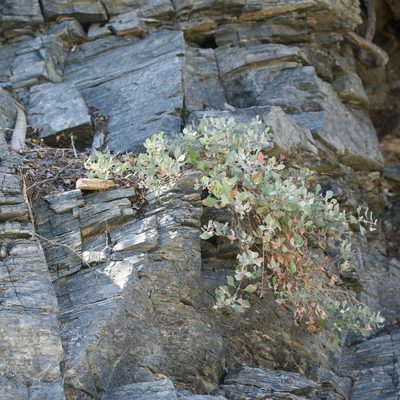 Atriplex barclayana, photographed by Bill Levine