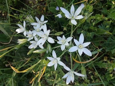 Ornithogalum divergens, photographed by Andrea Meucci