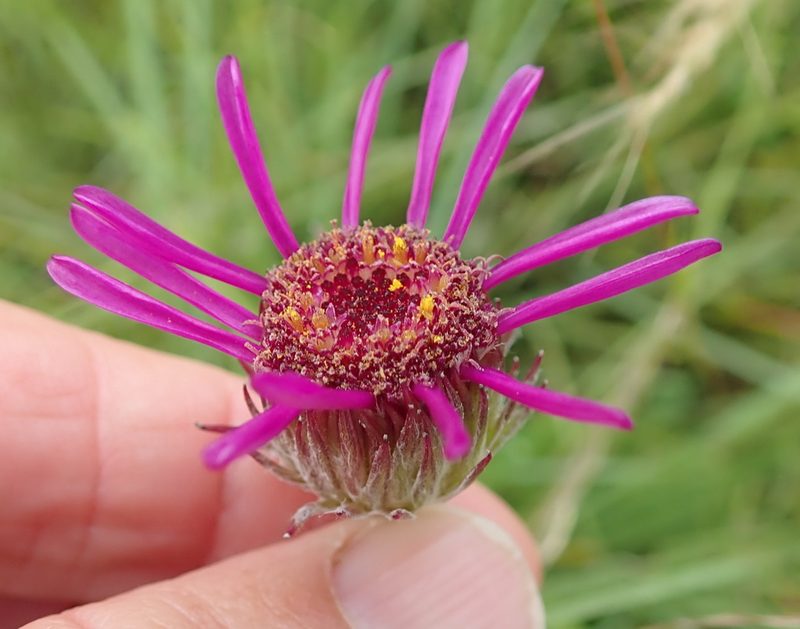 Senecio dregeanus, photographed by Peter Warren
