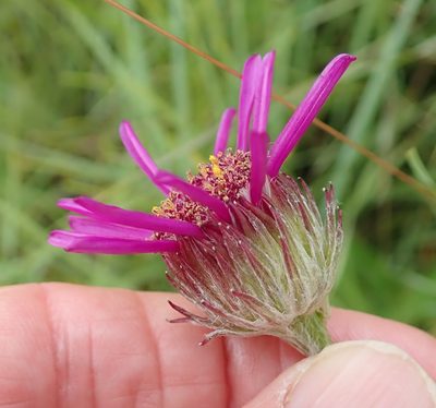 Senecio dregeanus, photographed by Peter Warren
