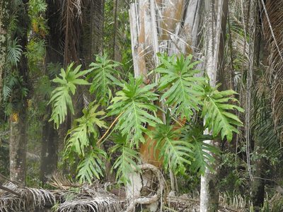 Philodendron radiatum, photographed by Juan Cruzado Cortés