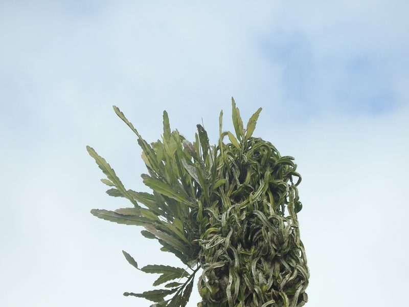 Epiphyllum hookeri, photographed by Juan Cruzado Cortés