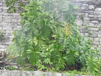 Philodendron radiatum, photographed by Juan Cruzado Cortés