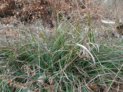 Carex acutiformis, photographed by Robert H. Wardell