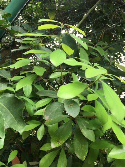 Litsea rotundifolia, photographed by Yj