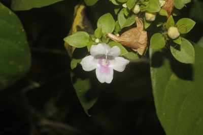 Bravaisia berlandieriana, photographed by Juan Cruzado Cortés