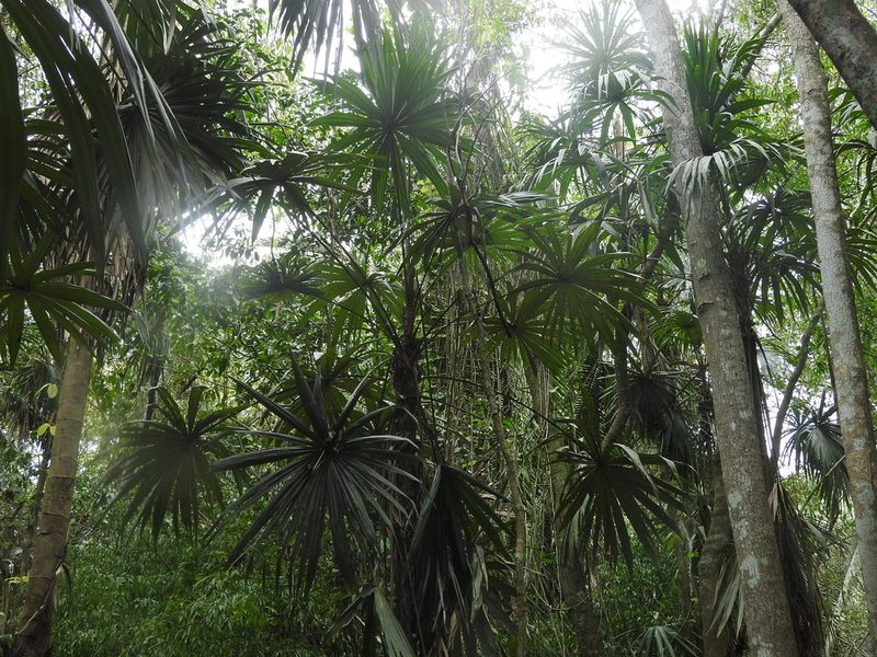 Cryosophila stauracantha, photographed by Juan Cruzado Cortés