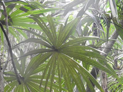Cryosophila stauracantha, photographed by Juan Cruzado Cortés