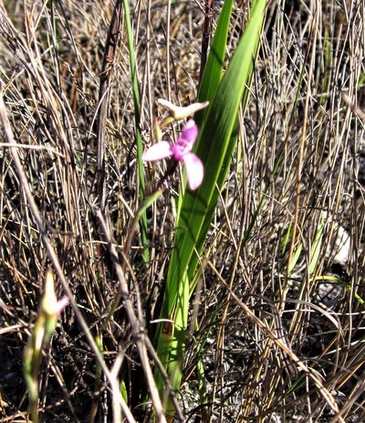 Disa obliqua, photographed by flamelily