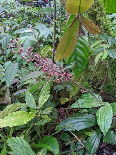 Liparis formosana, photographed by Cheng-Te Hsu