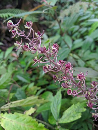 Liparis formosana, photographed by Cheng-Te Hsu