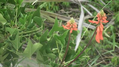 Erythrina humeana, photographed by Shaun Swanepoel