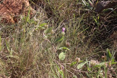 Ipomoea oblongata, photographed by Tony Rebelo