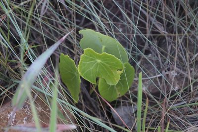 Senecio oxyriifolius, photographed by Tony Rebelo