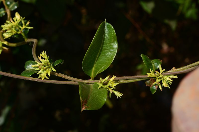 Cryptolepis dubia, photographed by S.MORE